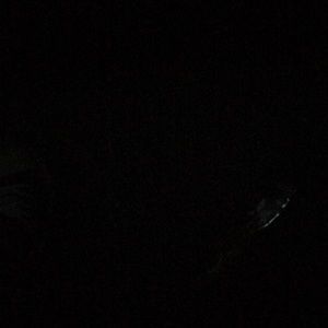 Meet your Posher, Candice